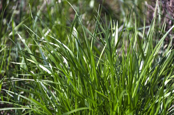 緑の草。自然な背景のテクスチャ。春の新緑の草. — ストック写真