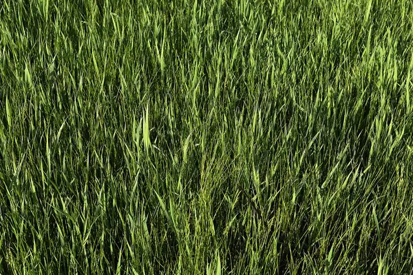 Grünes Gras. natürliche Hintergrundtextur. frisches frühlingshaftes grünes Gras. — Stockfoto