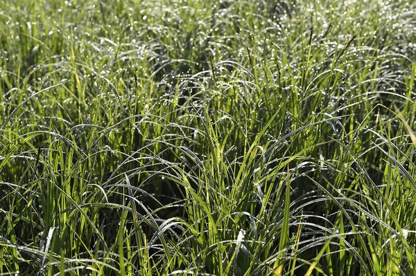 Grünes Gras. natürliche Hintergrundtextur. frisches frühlingshaftes grünes Gras. — Stockfoto