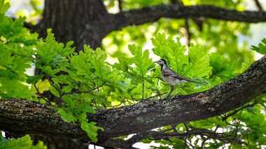 Wagtail bir ağaç dalı üzerinde oturan