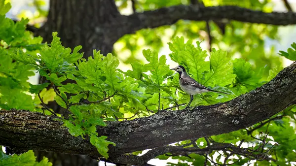 Wagtail sitting on a tree branch — Stock Photo, Image