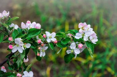 Bahçede bir bahar çiçekli armut ile manzara