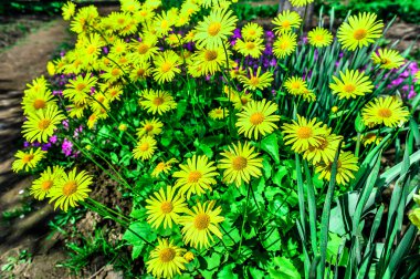 Parktaki renkli laleler. Bahar manzarası