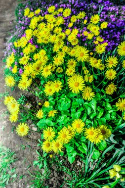 Parktaki renkli laleler. Bahar manzarası