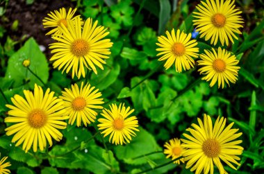 Parktaki renkli laleler. Bahar manzarası