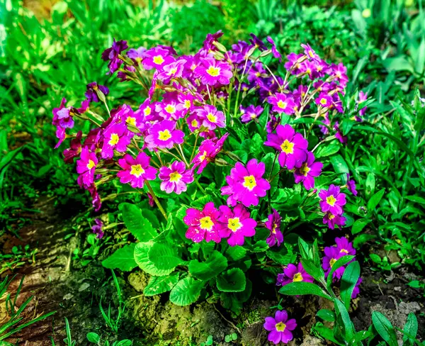 Lit de fleurs avec primevères fleuries dans le jardin au printemps . — Photo