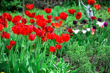 Çiçekli laleler flowerbed bahar bahçe üzerinde