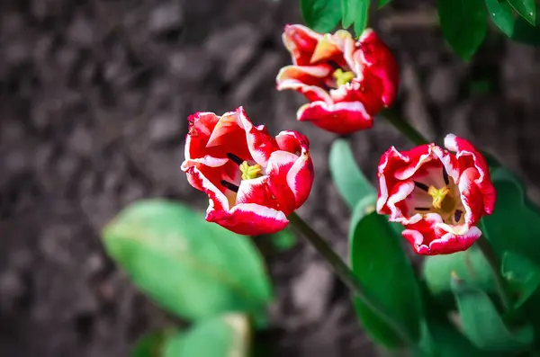 A virágágyás a kertben a tavasszal virágzó tulipán — Stock Fotó