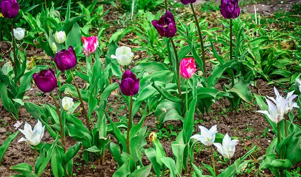 A virágágyás a kertben a tavasszal virágzó tulipán — Stock Fotó