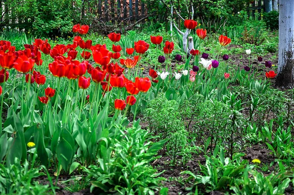 Floração tulipas em um canteiro de flores em um jardim na primavera — Fotografia de Stock