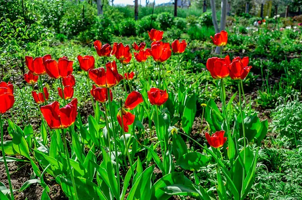 Floração tulipas em um canteiro de flores em um jardim na primavera — Fotografia de Stock