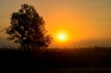 Bir yaz gündoğumu ve bir ağaç ile fotoğraf