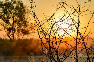 Bir yaz gündoğumu ve bir ağaç ile fotoğraf