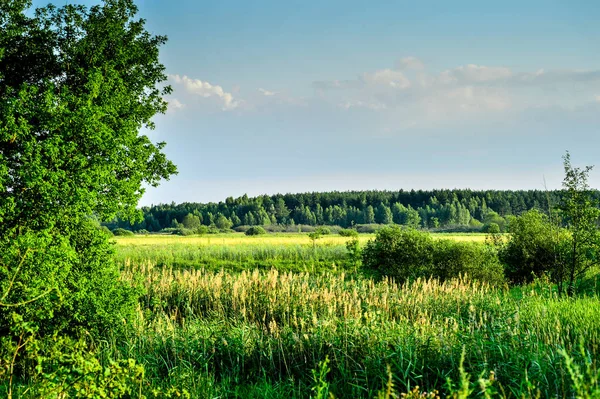 Ağaç ve yaz bulutlarda Vintage Fotoğraf