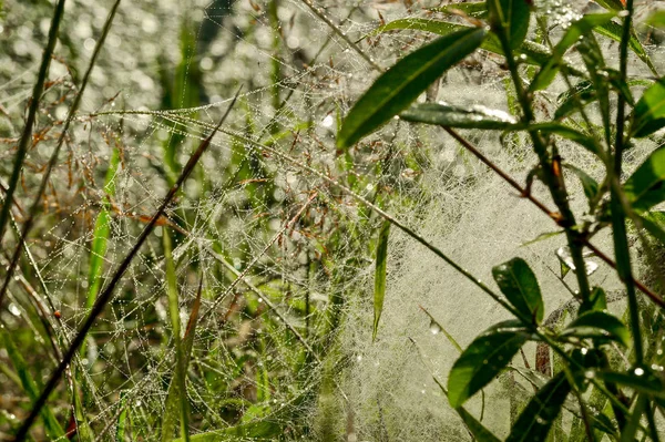 Фото паутины на лугу — стоковое фото