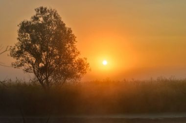 Bir yaz gündoğumu ve bir ağaç ile fotoğraf