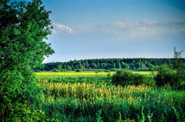 Ağaç ve yaz bulutlarda Vintage Fotoğraf
