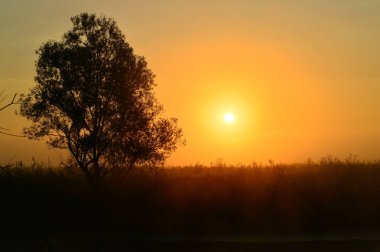 Bir yaz gündoğumu ve bir ağaç ile fotoğraf