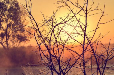 Bir yaz gündoğumu ve bir ağaç ile fotoğraf