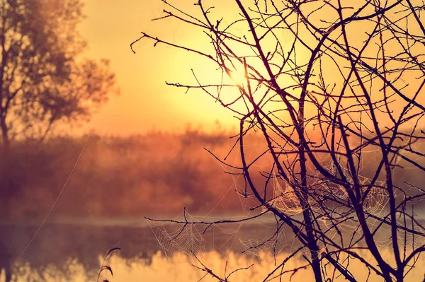 Foto com um nascer do sol de verão e uma árvore — Fotografia de Stock