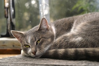 Gri çizgili kedi kameraya üzgün görünüyor