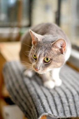 Gri çizgili kedi kameraya üzgün görünüyor