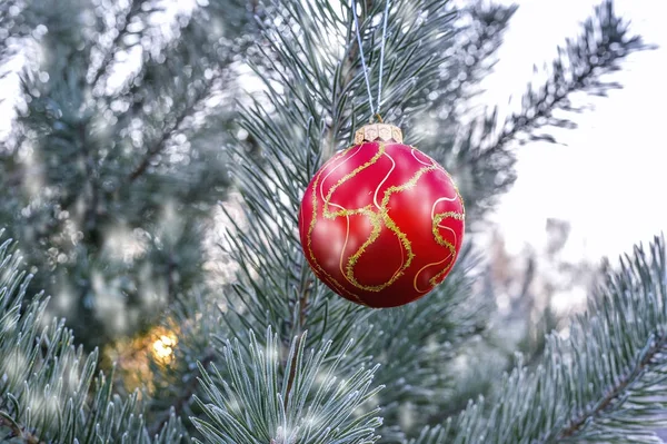 Nya årets boll hängande på en gren av en julgran i skogen — Stockfoto
