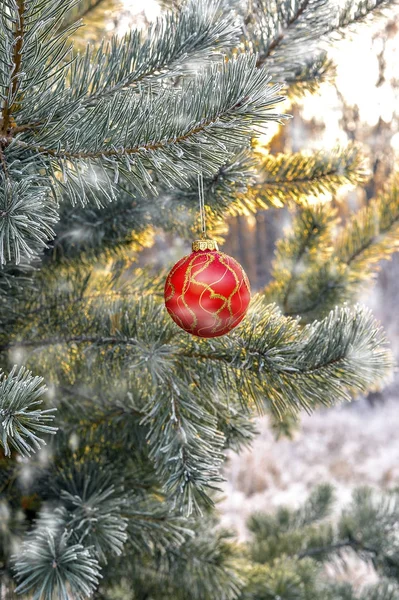 Новорічний м'яч висить на гілці ялинки в лісі — стокове фото