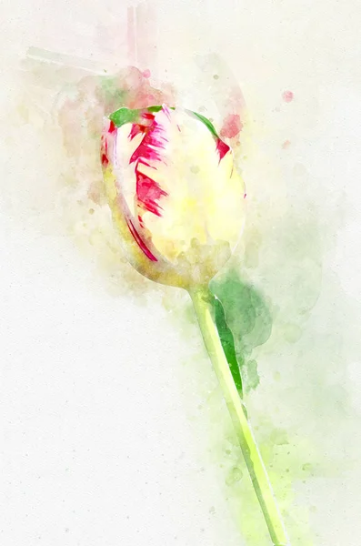 Flower Yellow tulips. Stylization in watercolor drawing. — 스톡 사진