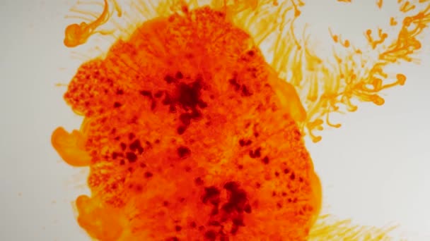 橙色颗粒在白色背景下爆炸并向不同方向运动 墨水颜料混入水中 慢速向上流动 摘要油墨背景 慢动作 — 图库视频影像
