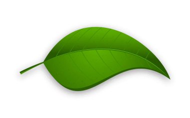 Beyaz arkaplanda yeşil yaprak izole.
