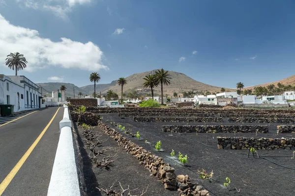Typisk Kanarisk Lanzarote Kanarieöarna Spanien — Stockfoto