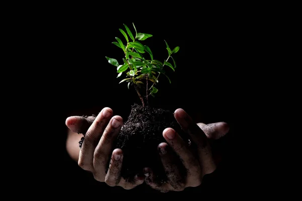 Mains Tenant Une Jeune Plante Verte Fond Noir — Photo