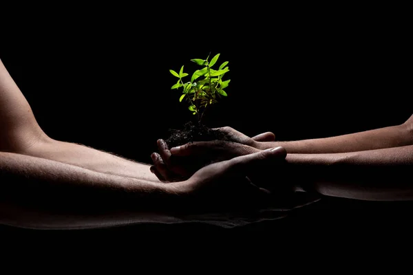 Dos Brazos Sosteniendo Una Planta Verde Joven Creciendo Fondo Negro — Foto de Stock