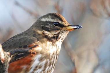 Bulanık arka planda Turdus Iliacus 'ün portresi