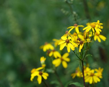 Arka planda papatya çiçeği açan papatya çiçekleri bulanık arka planda