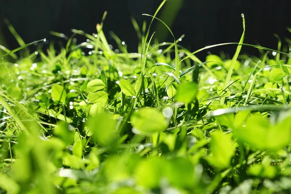 Színes zöld fű makró kilátással. Fotó ábrázolja a friss rét fű, természetes háttér, közelről. — Stock Fotó