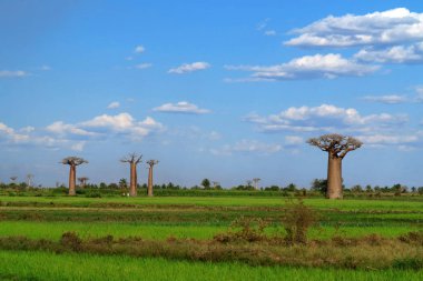 Madagaskar Muazzam Baobab Vadisi Mavi gökyüzü ile bulutlu manzara