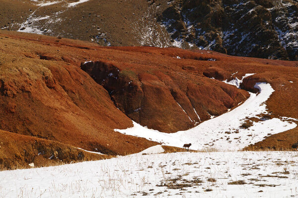 Natural red mountains with some snow and dog in Kyzyl-Chin valley, also called as Mars valley. Altai, Siberia, Russia