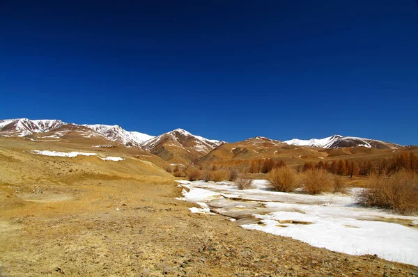 Pomarańczowy step w śniegu z krzakami, Altai. Krajobraz stepowy, przyroda — Zdjęcie stockowe