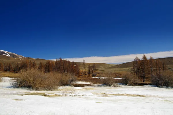 Estepe laranja na neve, Altai. Paisagem de estepe, natureza com arbustos — Fotografia de Stock