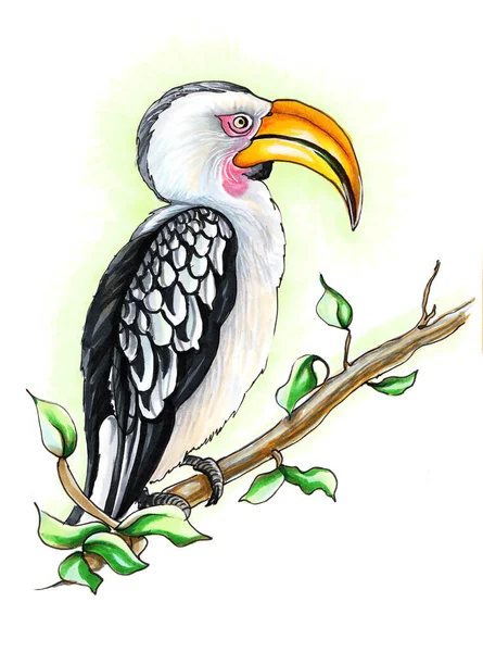 Тропічна жовтодзьоба пташка Токо. Ілюстрація з маркерами алкоголю ізольована на білому тлі. — стокове фото