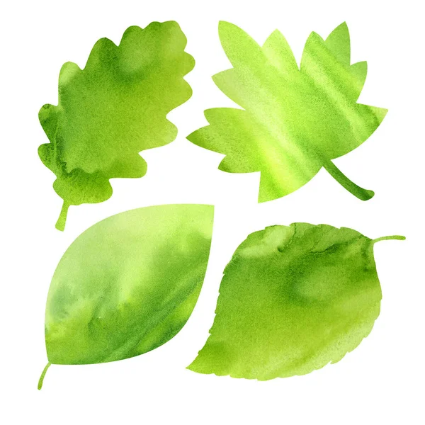 Set of four green leaves isolated on a white background. Hand drawn watercolor illustration. — Stock Photo, Image