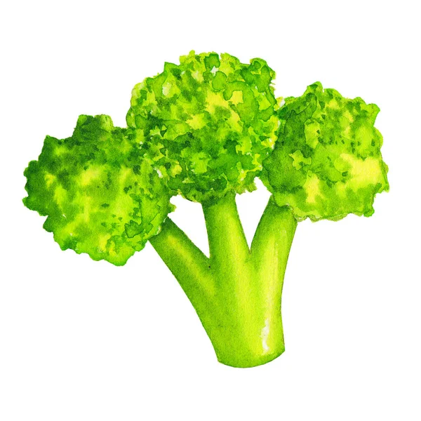 Akvarell világos zöld brokkoli zöldség. Kézzel rajzolt illusztráció elszigetelt fehér alapon — Stock Fotó