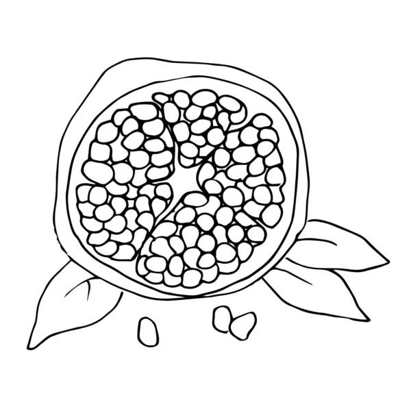 Vector del contorno Ilustración con la imagen de una granada en una sección con hojas . — Vector de stock