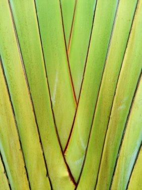 Yaprak çizgisi deseni, yapraktan yeşil arkaplan.