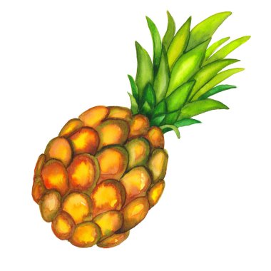Suluboya ananas meyvesi. Yaprakları yakın plan beyaz arka planda izole.