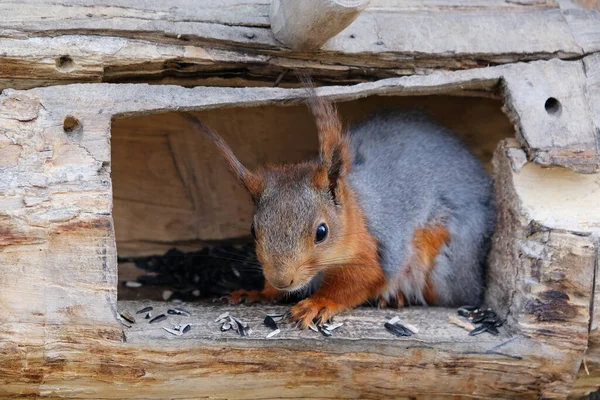 Un jeune écureuil affamé dans la mangeoire mange des graines de près — Photo