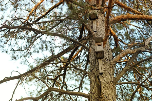 Old ruined birdhouses on a pine tree in Siberia — Stock Photo, Image