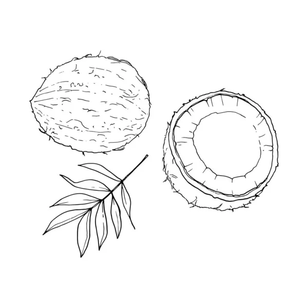 Esquema de coco aislado sobre fondo blanco, ilustración vectorial dibujada a mano. Set de coco entero, medio coco, hoja de coco — Vector de stock
